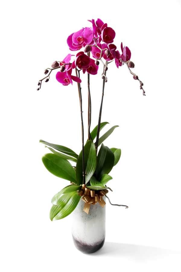 Order orchids? Hong Kong flower delivery stores donate 10% of their profits to charities. Our flower shop offers orchids, phalaenopsis, slipper orchids, and Vanda orchids.