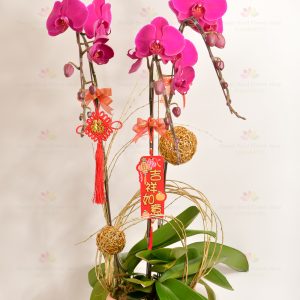 紫意揚揚(3菖台灣紫紅大蝴蝶蘭)