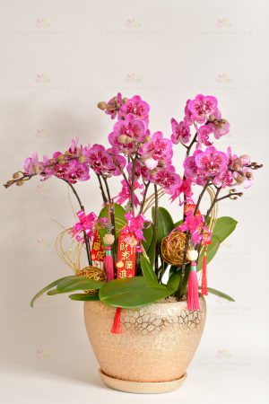 Wealth billowing (can turn purple, yellow, green, white, light pink) 5 Chang Taiwan Mini Phalaenopsis